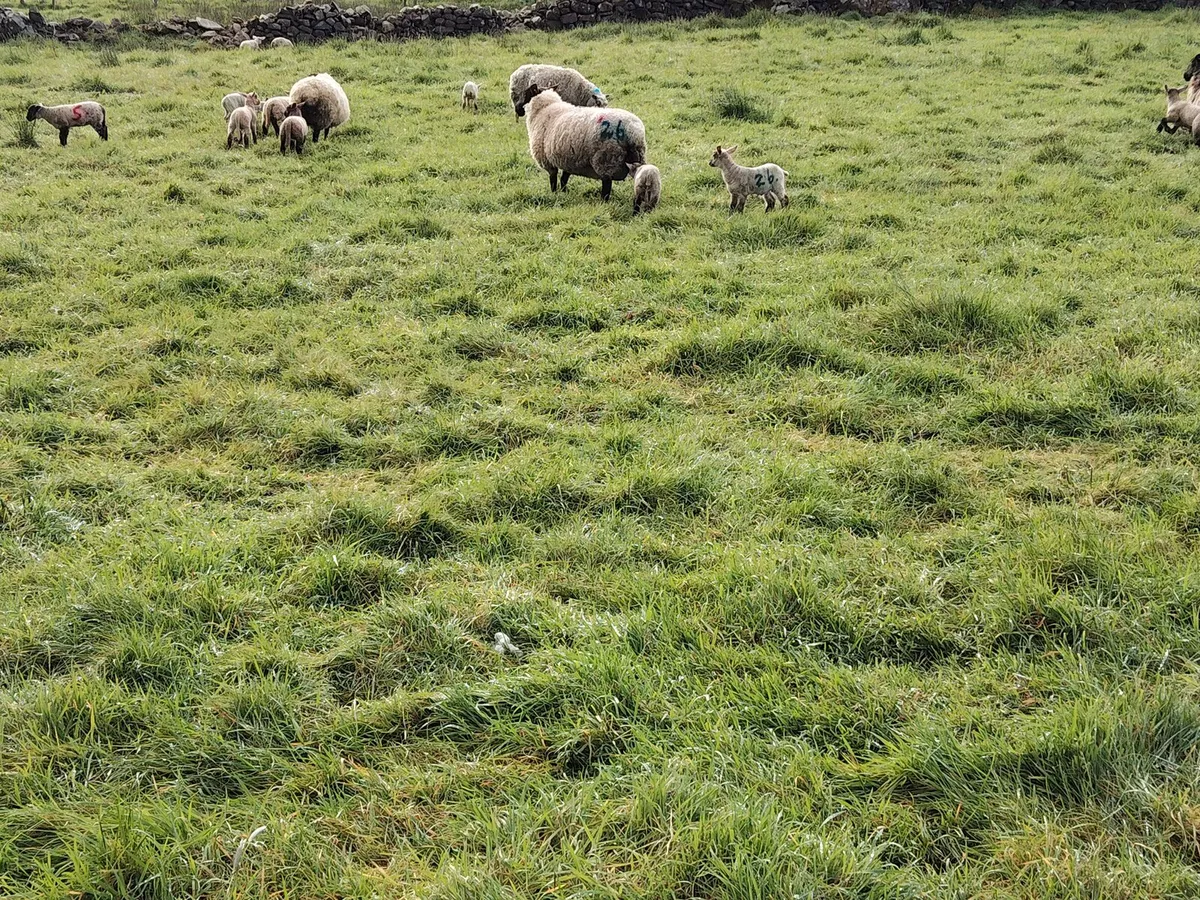 Ewes & Lambs (twins) - Image 4