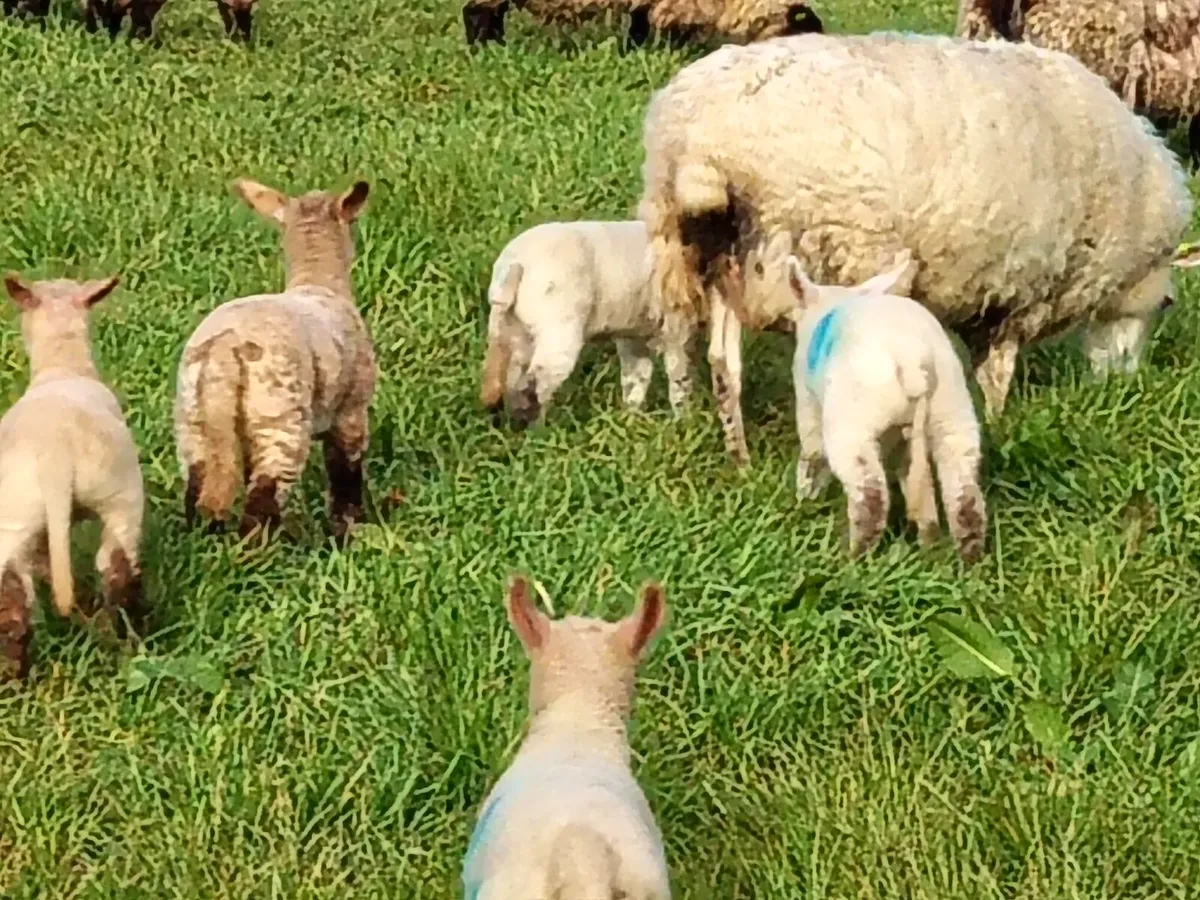 Ewes & Lambs (twins) - Image 1