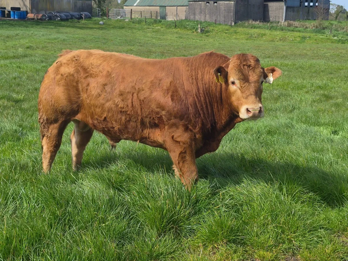 Bull - Image 1