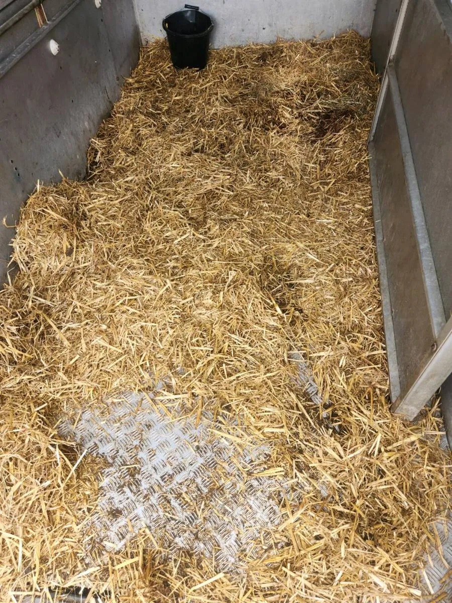 Cattle/sheep trailer - Image 4
