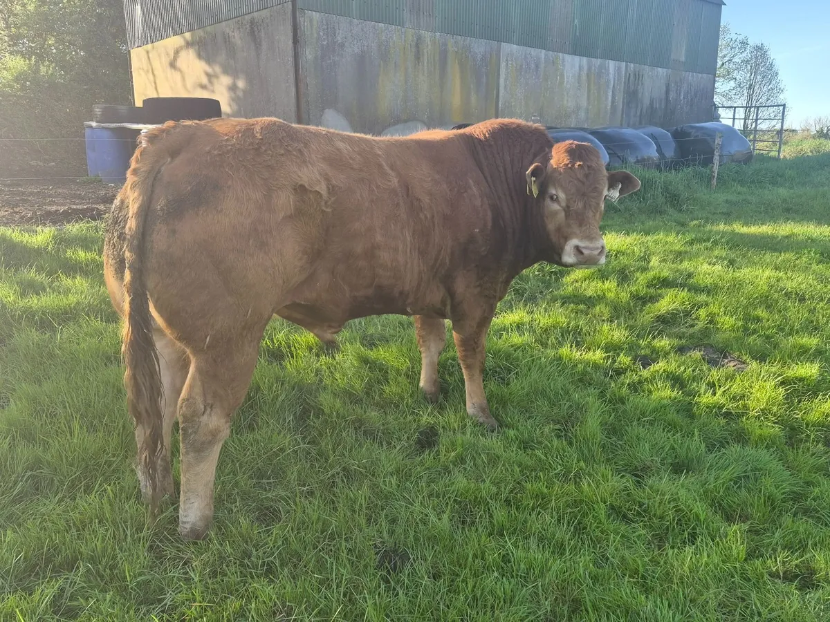 Bull - Image 3