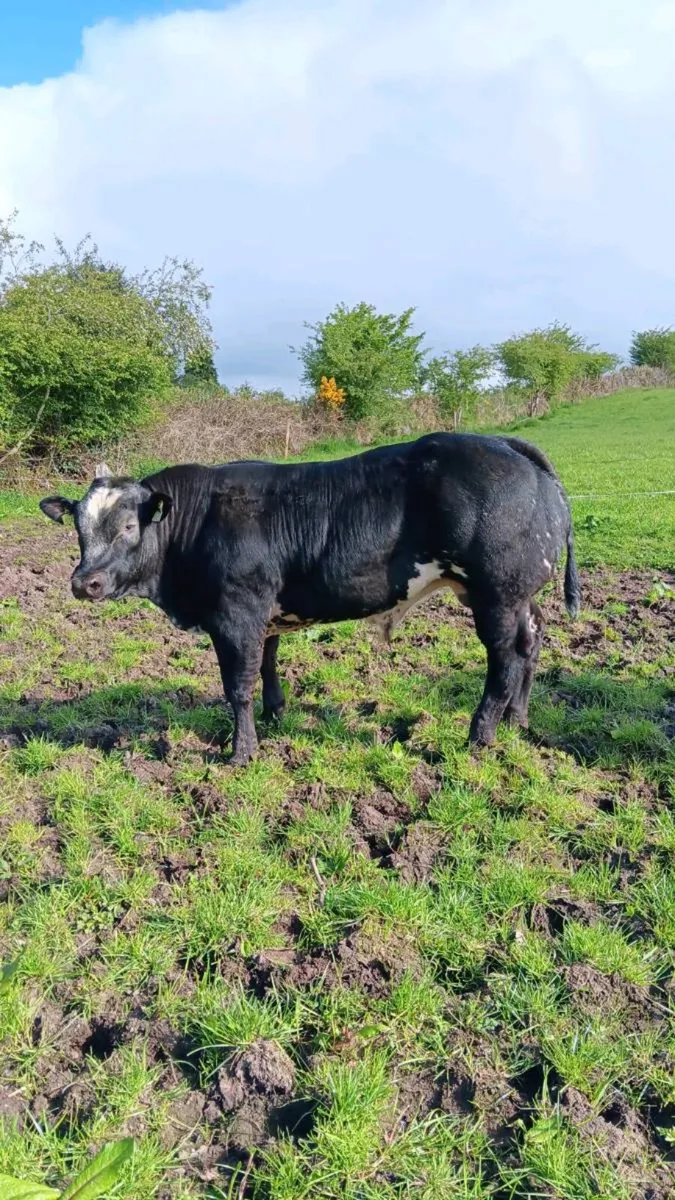 Bull Weanling for Balla Tuesday May 5th - Image 1