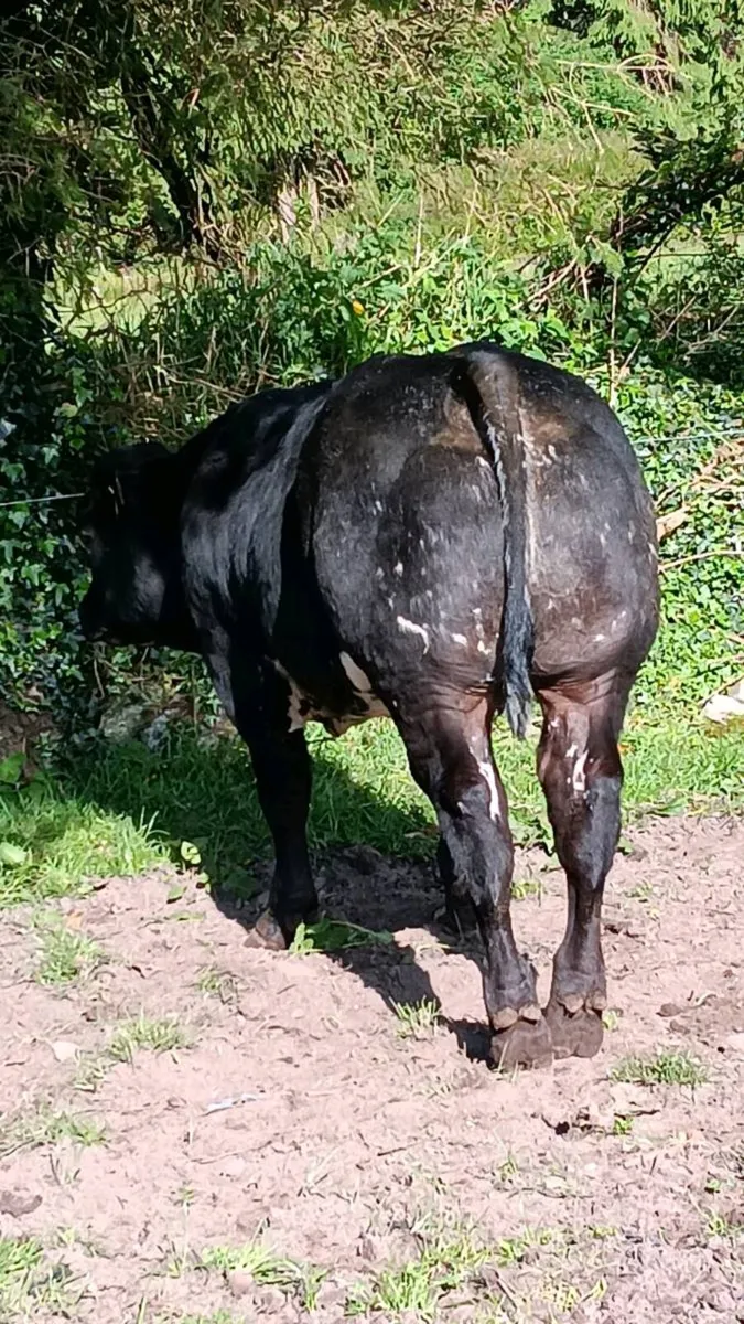 Bull Weanling for Balla Tuesday May 5th - Image 2