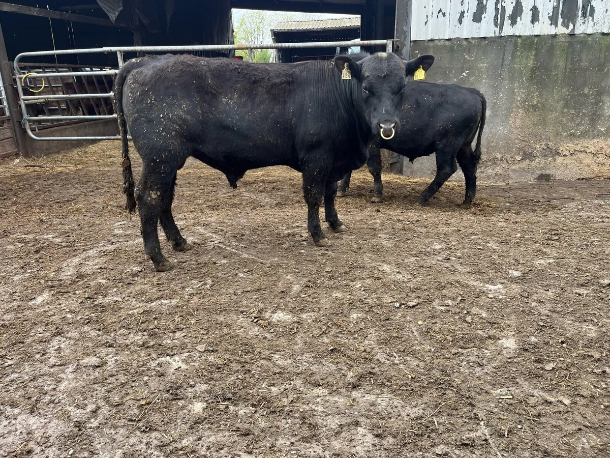 ⭐️Pedigree Angus bulls⭐️ - Image 1