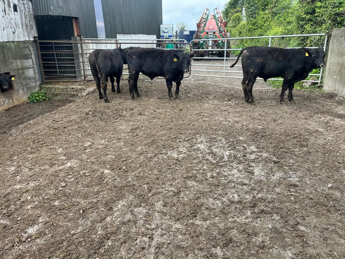 ⭐️Pedigree Angus bulls⭐️ - Image 2