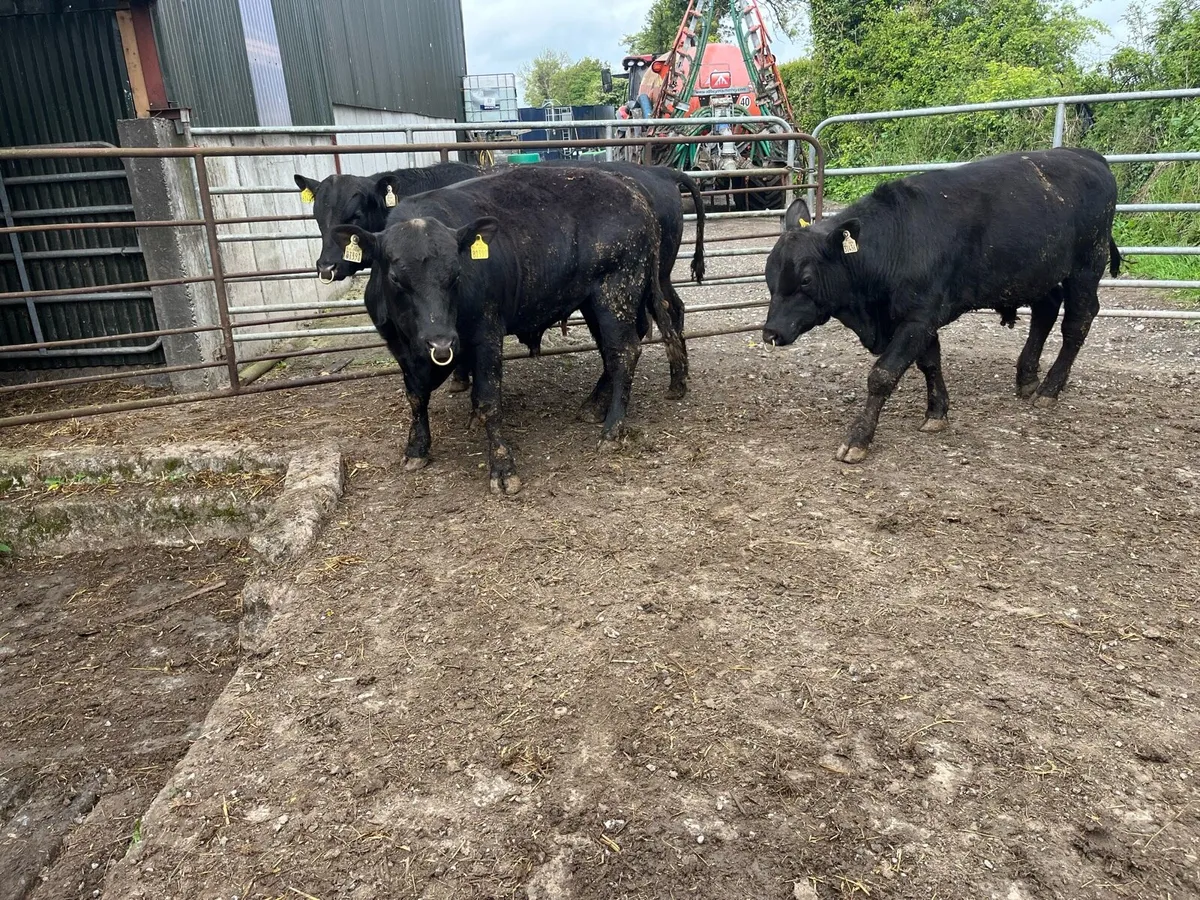 ⭐️Pedigree Angus bulls⭐️ - Image 3