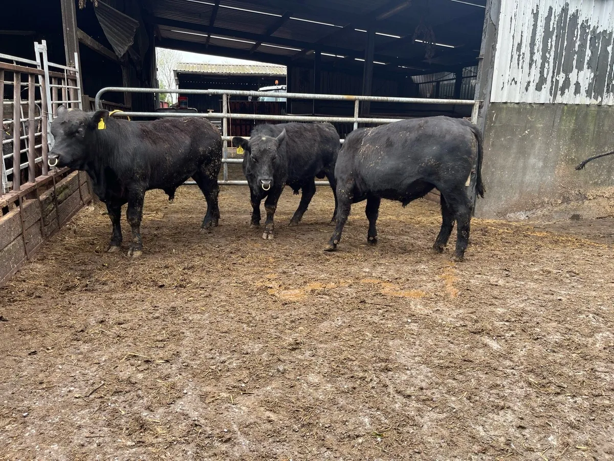 ⭐️Pedigree Angus bulls⭐️ - Image 4
