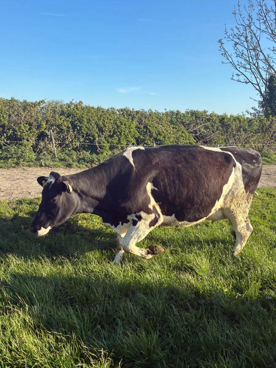 Milking cows - Image 1