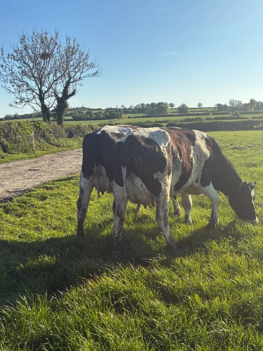 Milking cows - Image 2