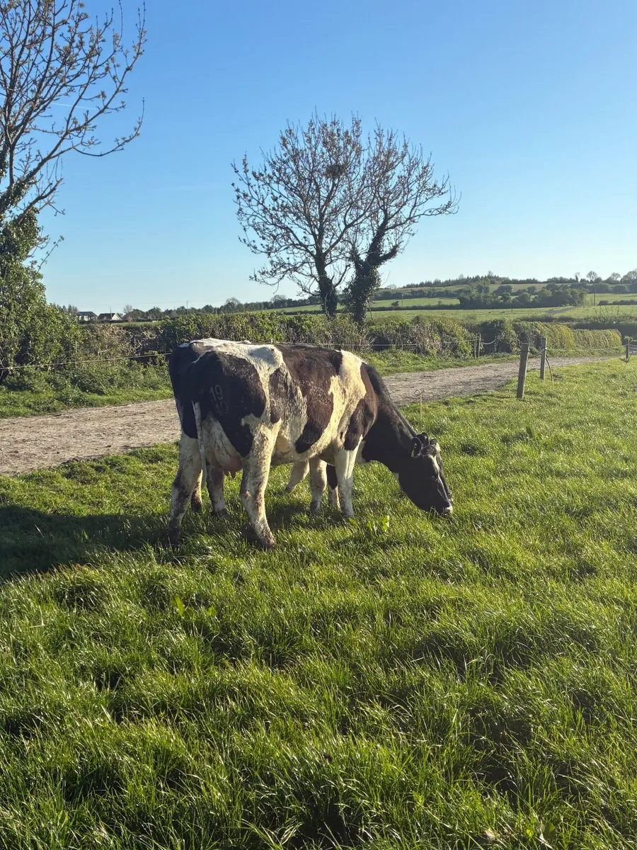 Milking cows - Image 3