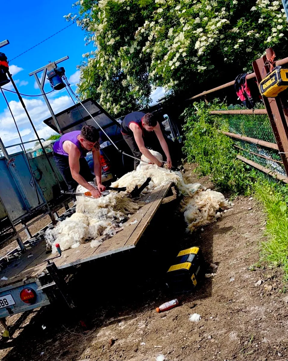 Sheep shearing services - Image 2