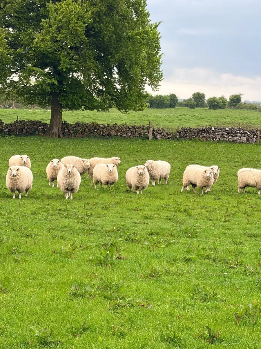 Galway ewe hoggets - Image 1