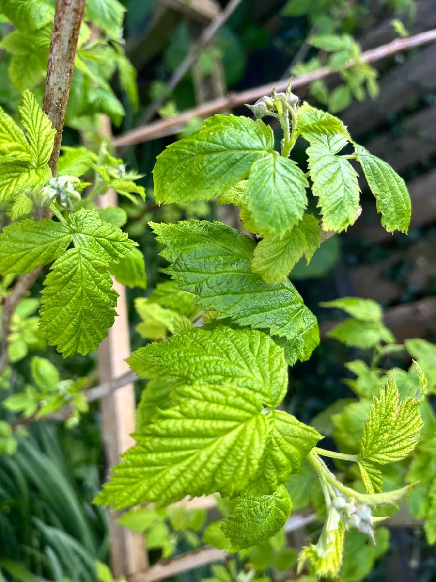 Raspberry bushes - Image 3
