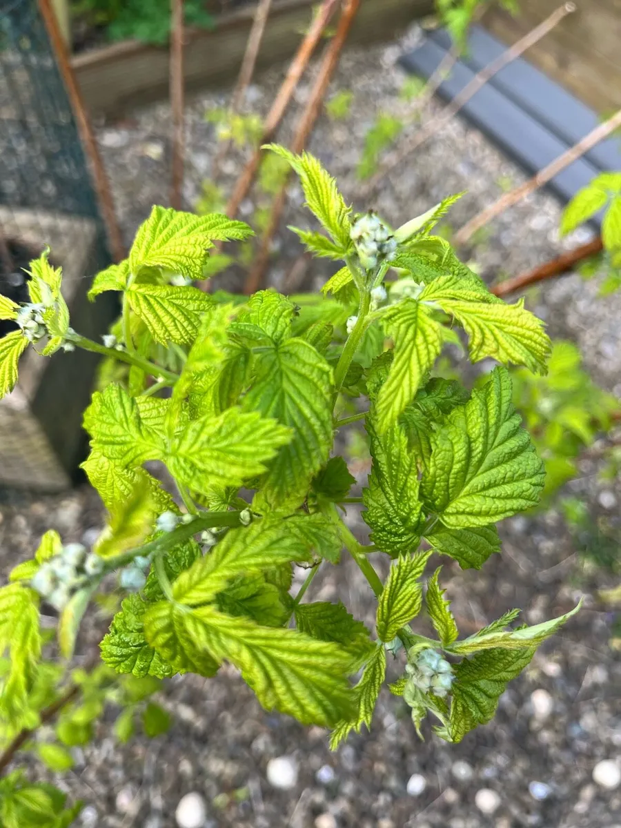 Raspberry bushes - Image 4