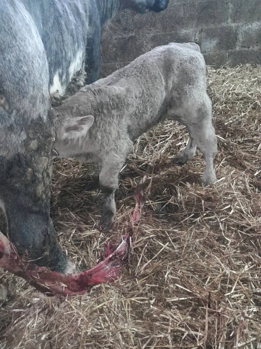 Suckler suck calf - Image 1