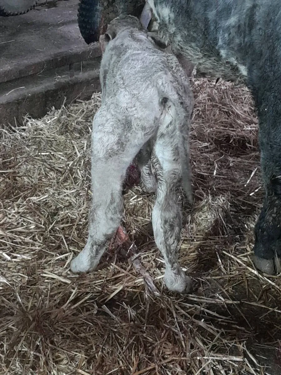 Suckler suck calf - Image 2