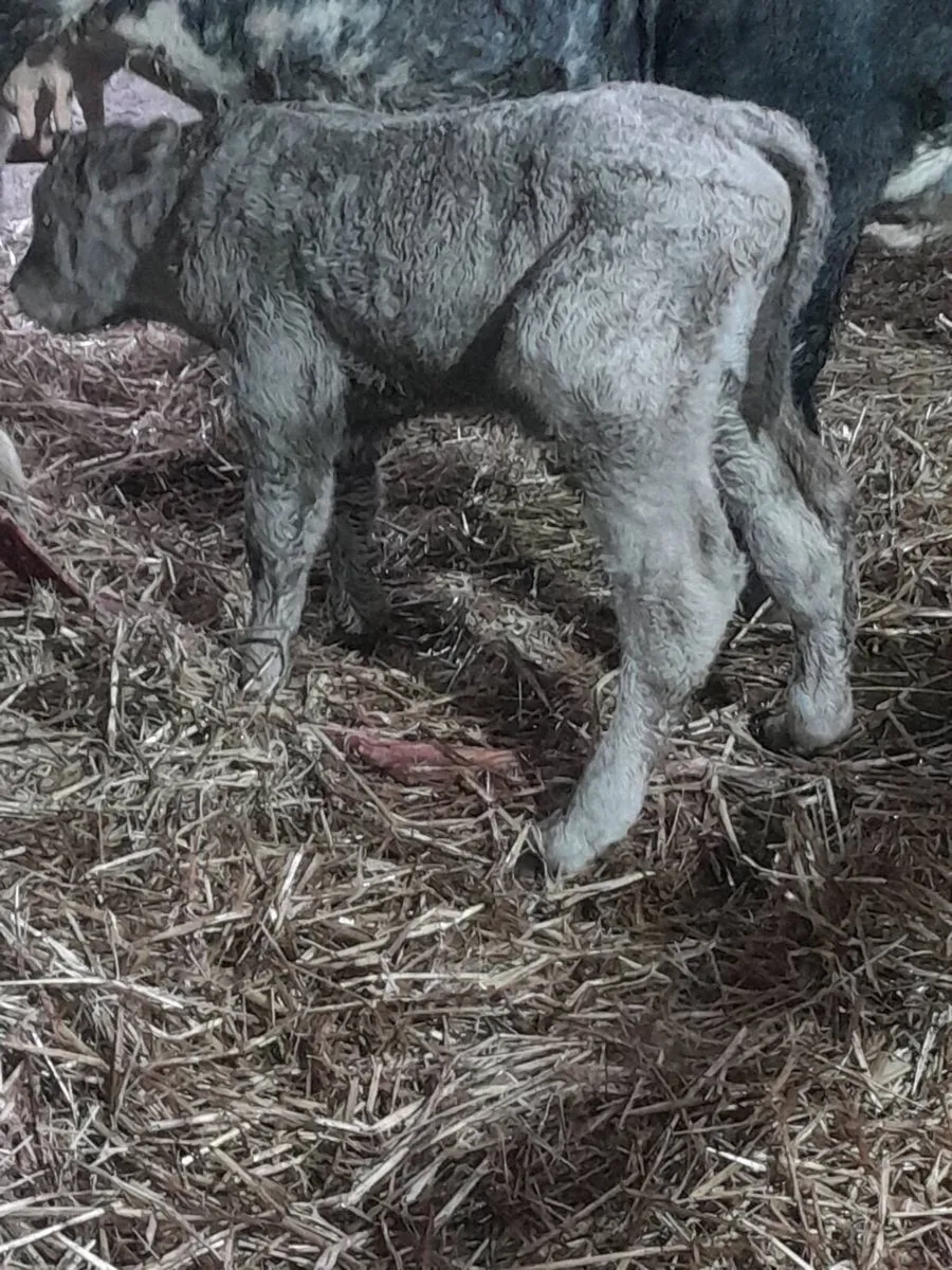 Suckler suck calf - Image 3
