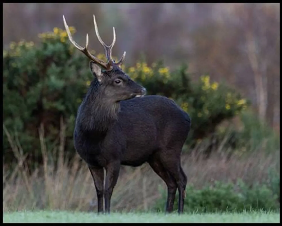 Deer stalking & vermin control