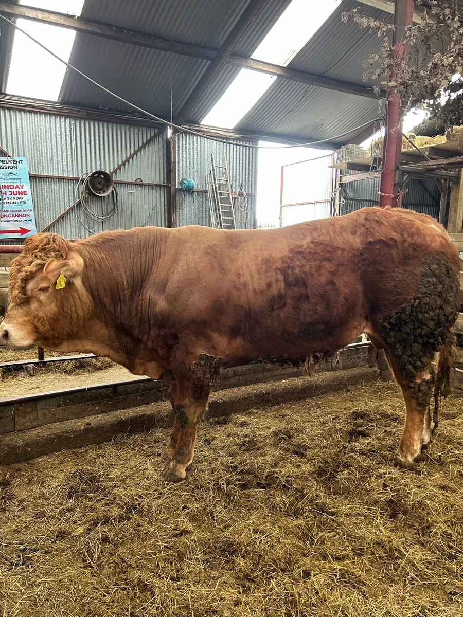 🛑 Limousin Bull 🛑 - Image 1