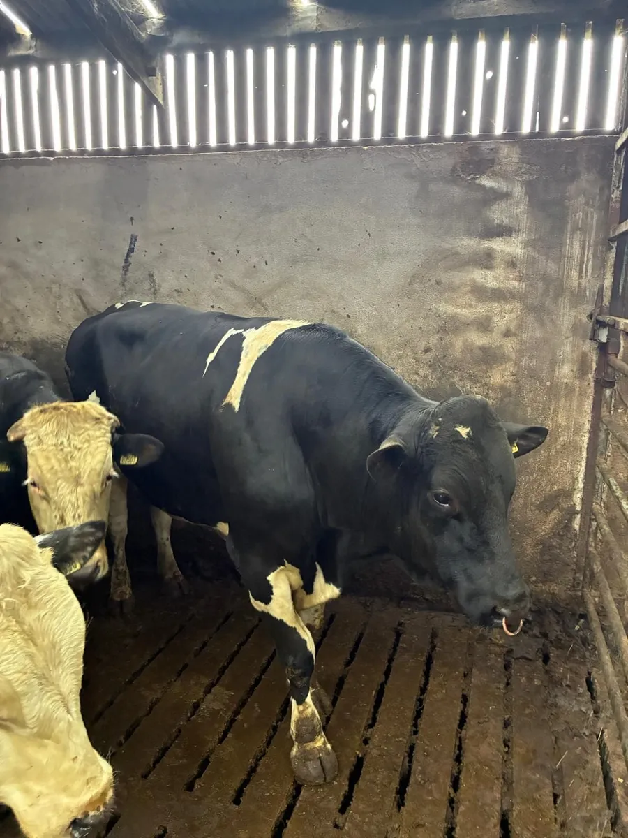 Fresian bull - Image 1