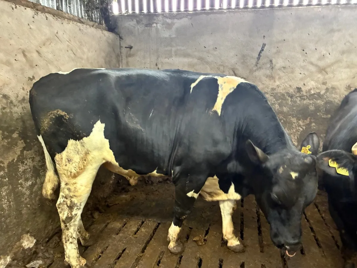 Fresian bull - Image 2