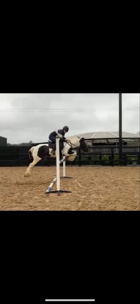 Excellent first pony (cob) - Image 2