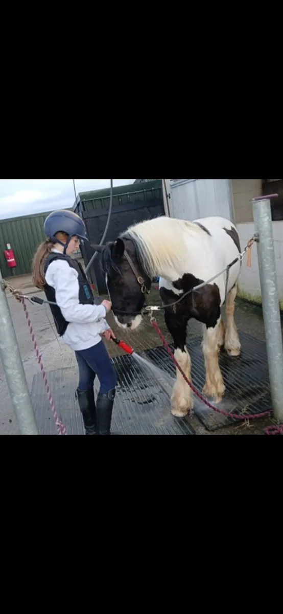Excellent first pony (cob) - Image 3