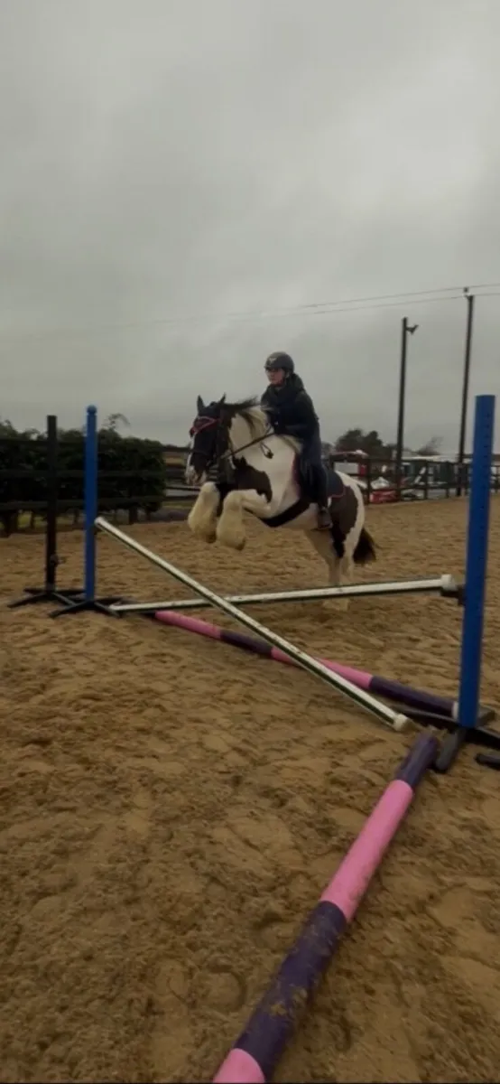 Excellent first pony (cob) - Image 4