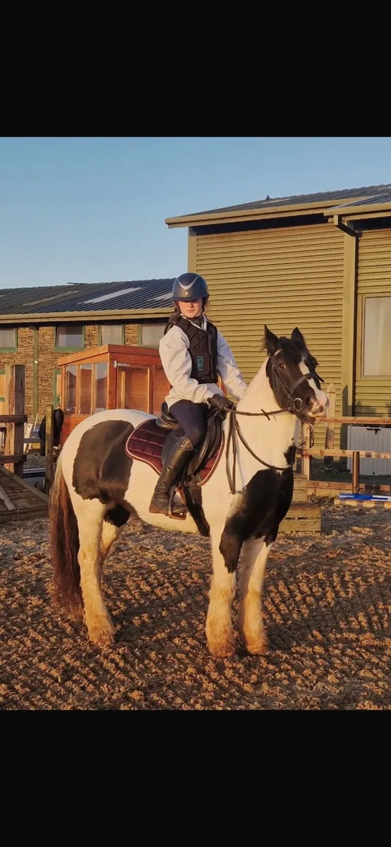 Excellent first pony (cob) - Image 1