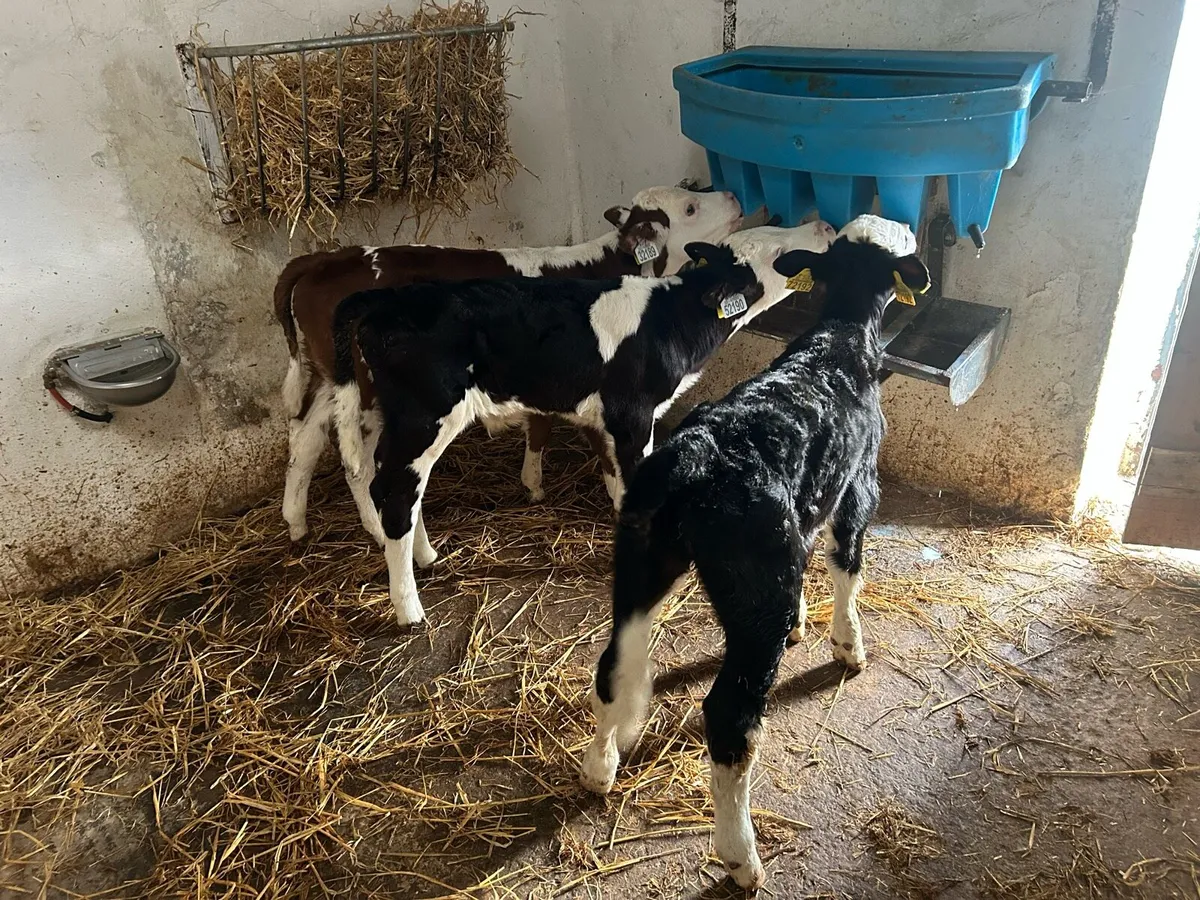 Hereford Bull Calves - Image 1