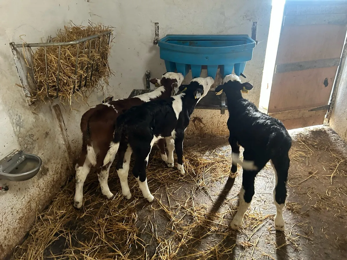 Hereford Bull Calves - Image 2