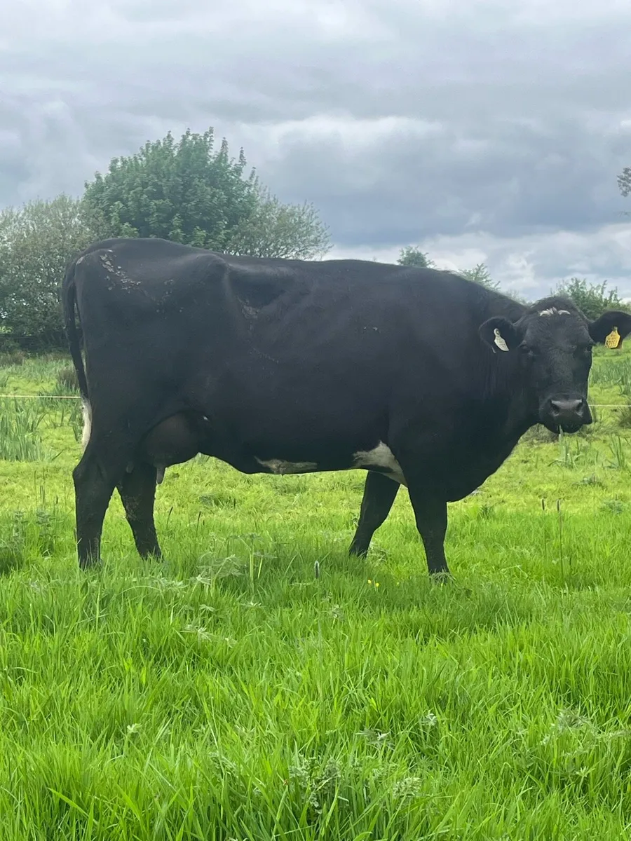 1 Friesian cow, 2 Frx cows - Image 2