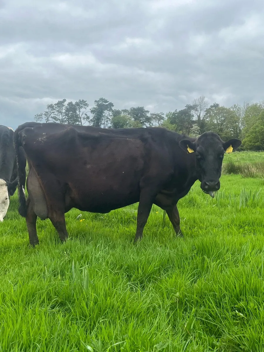 1 Friesian cow, 2 Frx cows - Image 3