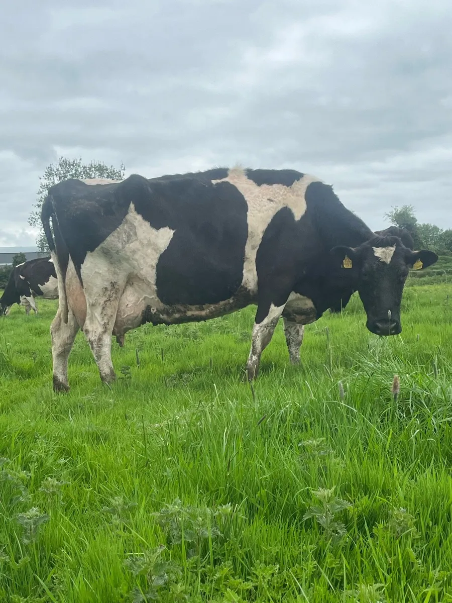 1 Friesian cow, 2 Frx cows - Image 1