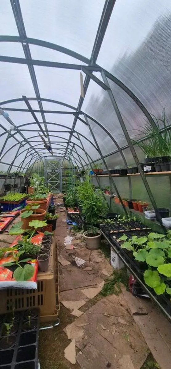 Vegetable plants - Image 1