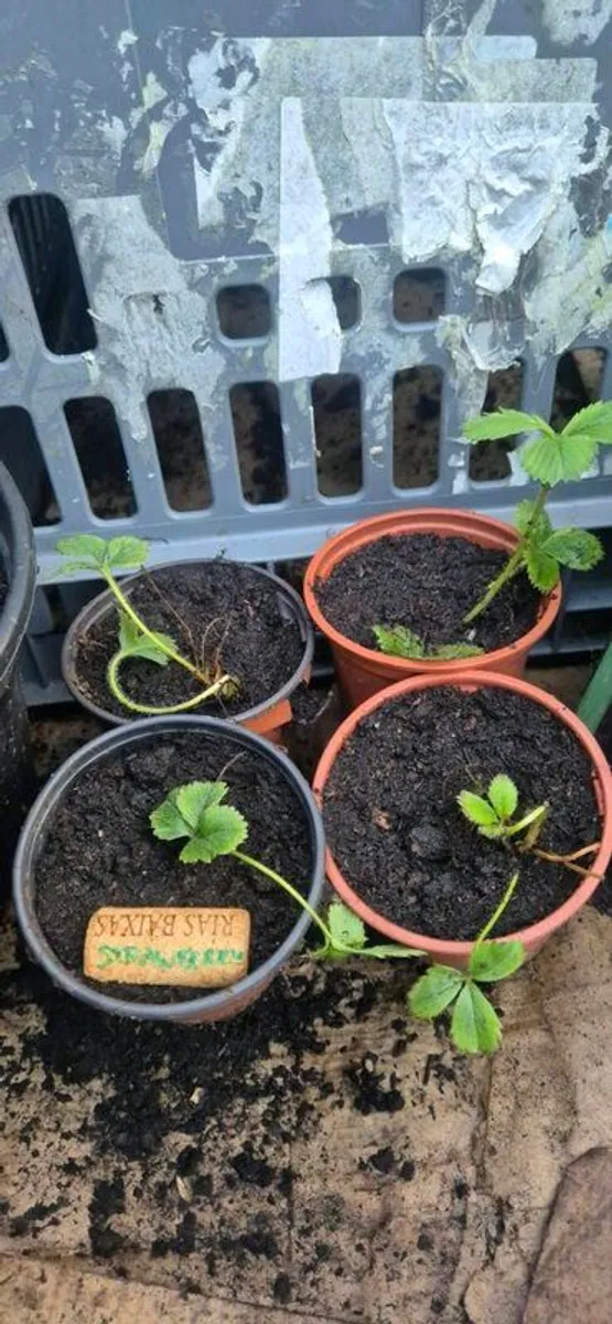 Vegetable plants - Image 2