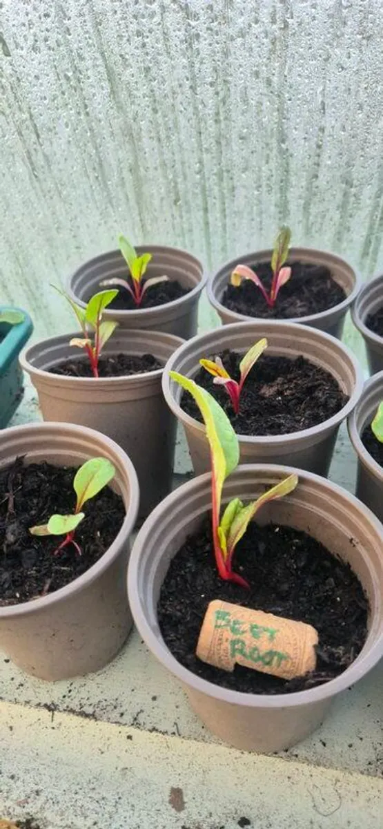 Vegetable plants - Image 4