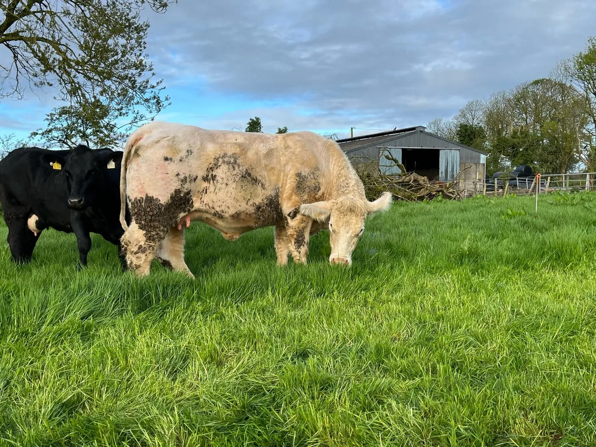 Pedigree in-calf Charolais heifer - Image 1