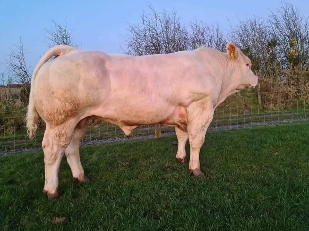 Pedigree in-calf Charolais heifer - Image 3