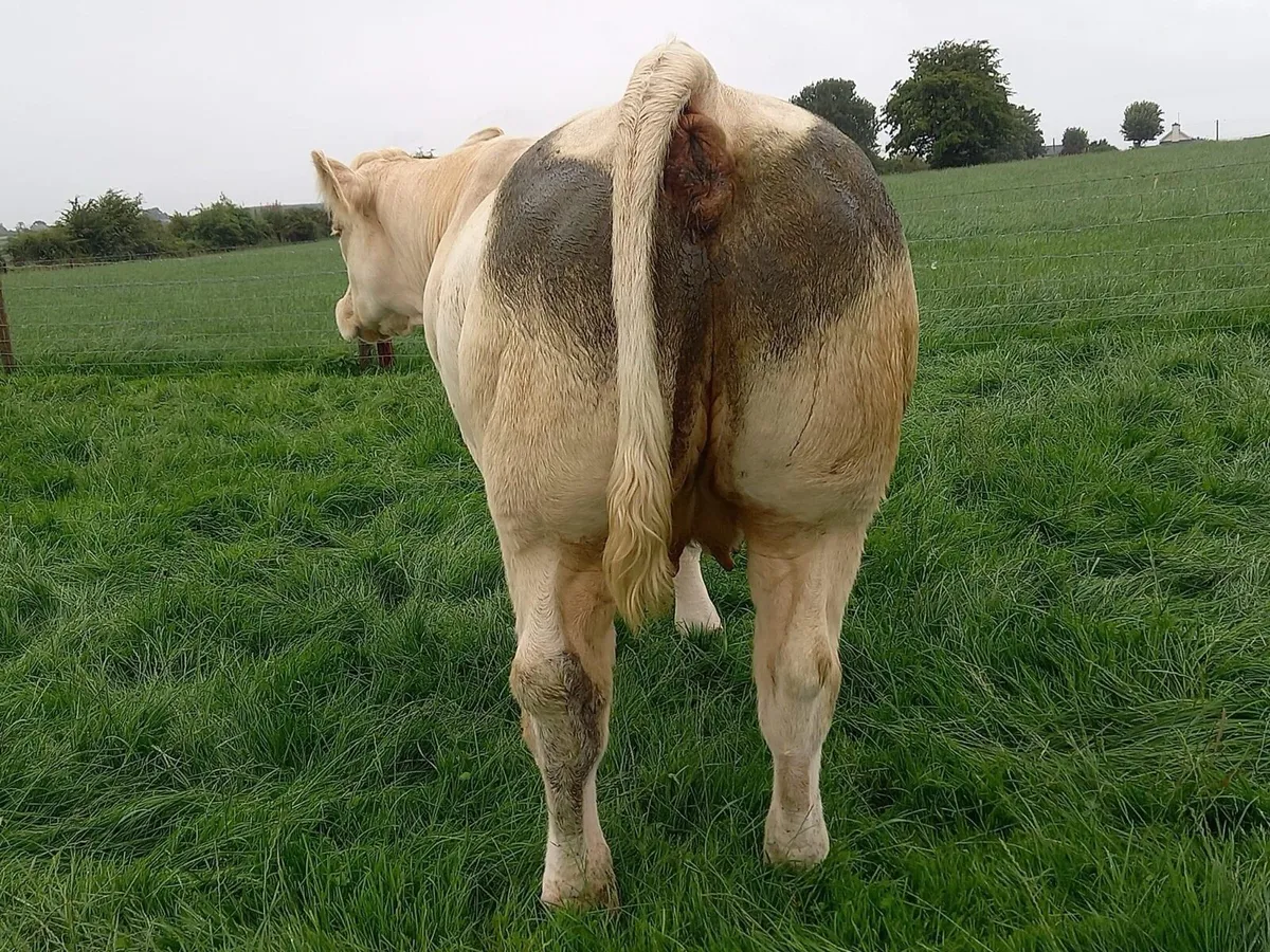 Pedigree in-calf Charolais heifer - Image 4