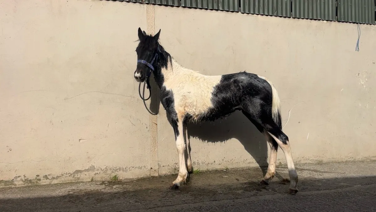 Stagbi registered yearling colt - Image 1