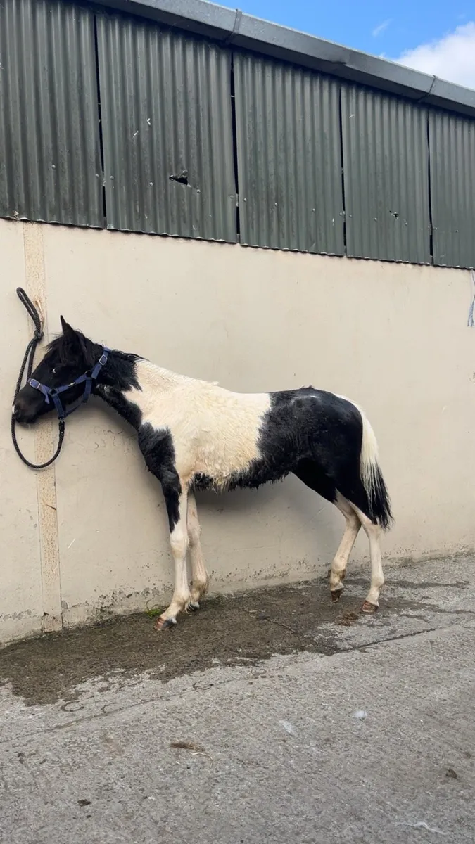 Stagbi registered yearling colt - Image 2