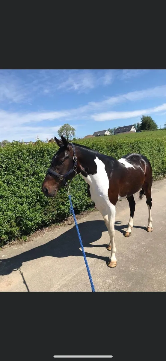 Stagbi registered yearling colt - Image 4
