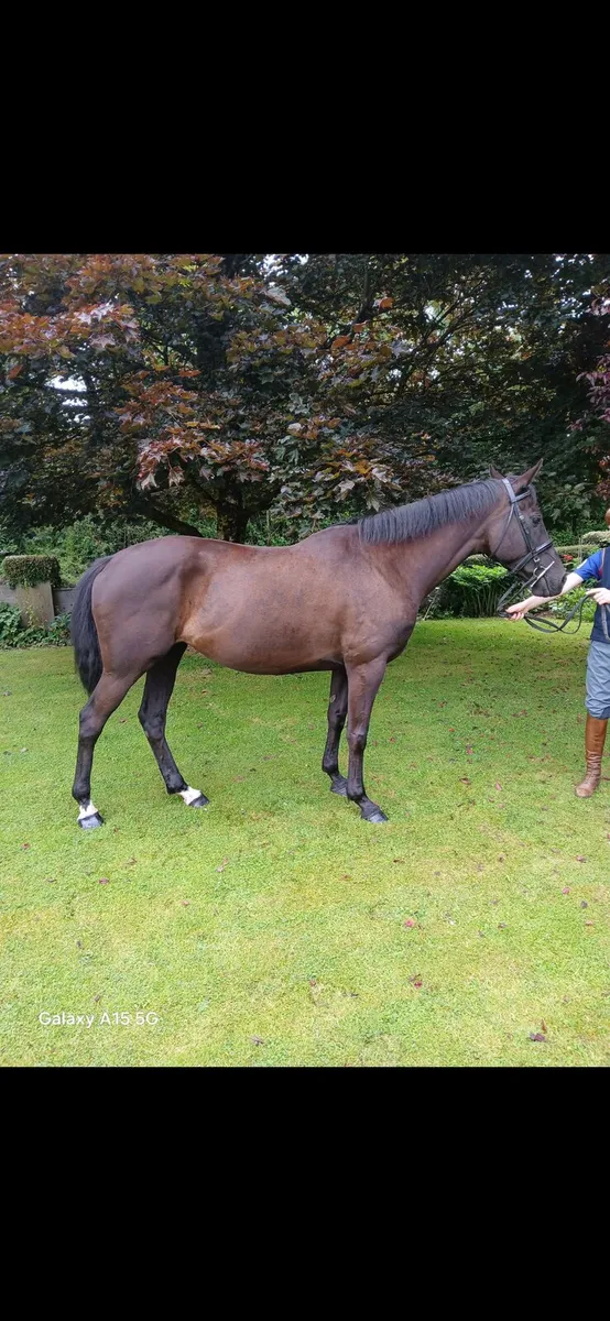 Horse - Image 1