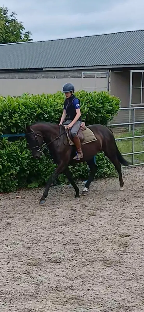 Horse - Image 2