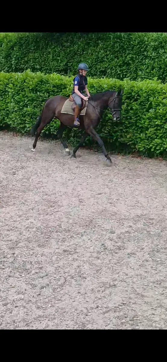 Horse - Image 3