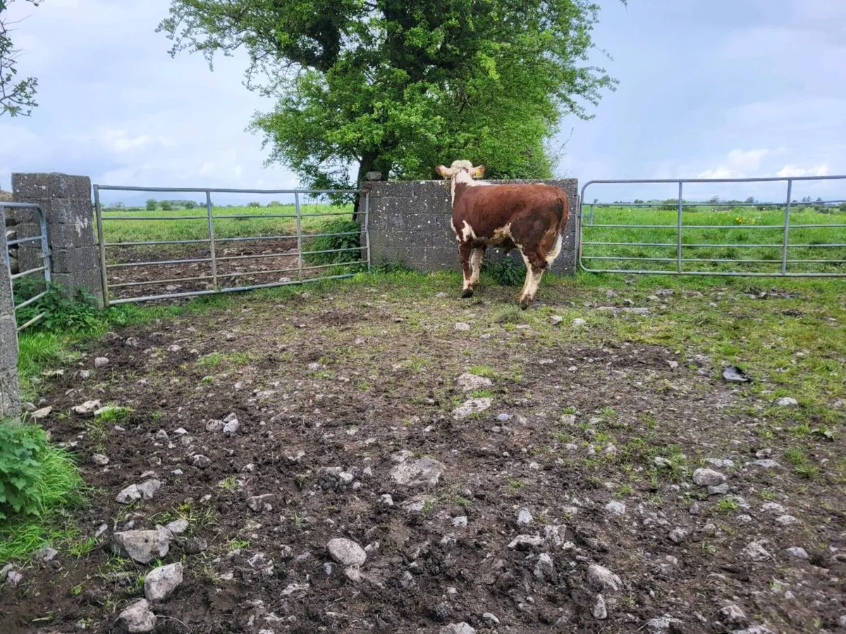 Hereford Bull - Image 2