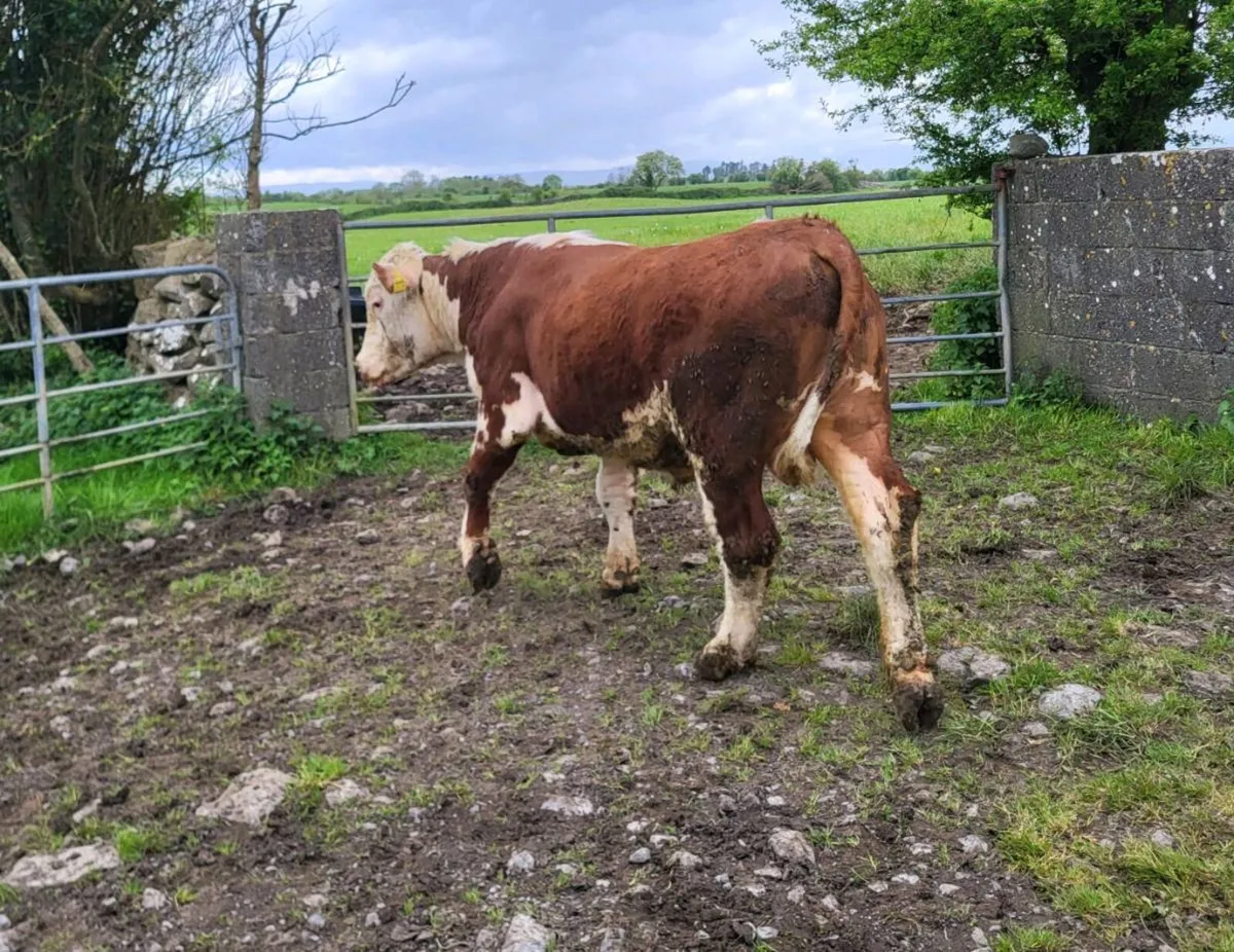 Hereford Bull - Image 3