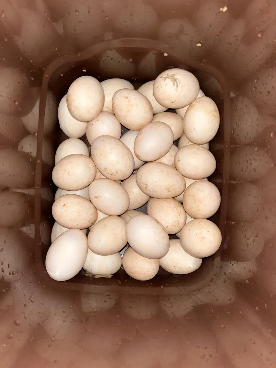 DUCK EGGS FOR SALE - Image 1
