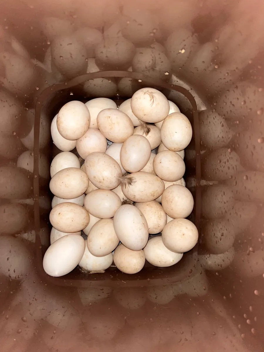 DUCK EGGS FOR SALE - Image 2